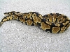 pastel looking w/c female