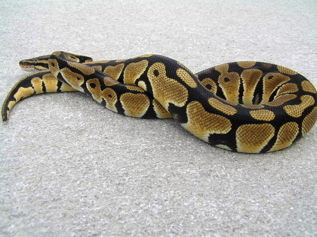 pastel looking w/c female
