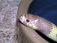 blue eyed blond