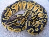 ASF Pastel female