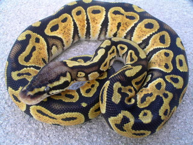 ASF Pastel female