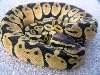 ASF Thinbanded Pastel Female