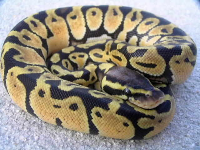 ASF Thinbanded Pastel Female