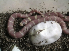 Blue eyed blonde hatchlings