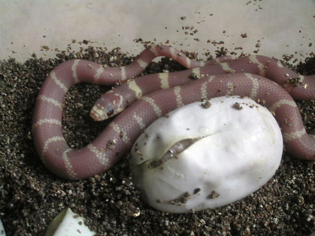 Blue eyed blonde hatchlings