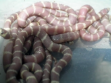 Blue eyed blonde hatchlings