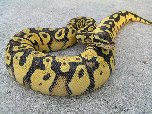 Pastel Yellowbelly