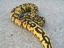 Pastel Yellowbelly
