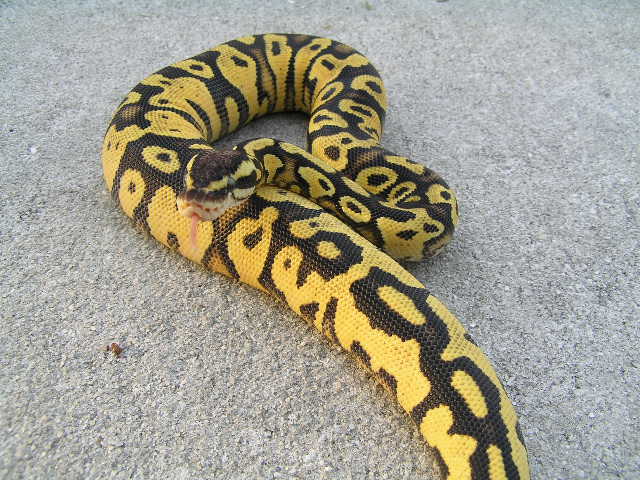 Pastel Yellowbelly