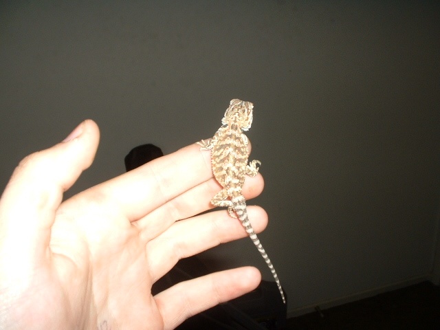 baby
