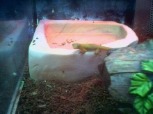 Baby day gecko