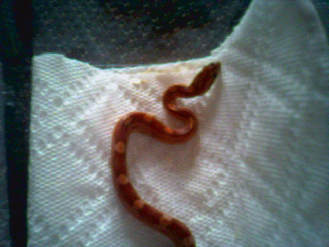 partial stripe motley