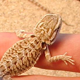 baby female 102