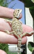 another un hypo female with clear nails