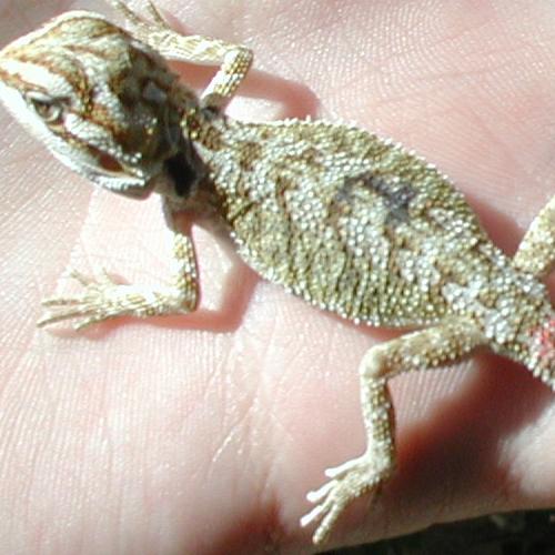 another light yellow female
