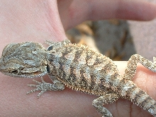 Red flame / red desert x blood / snow in shed