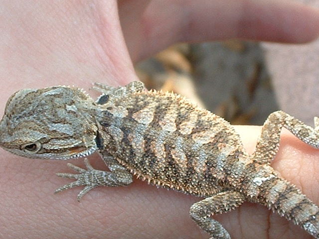 Red flame / red desert x blood / snow in shed