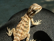 flamin tiger female