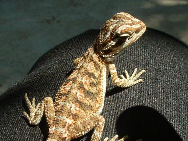 flamin tiger female