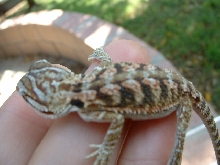 Flamin tiger female in shed