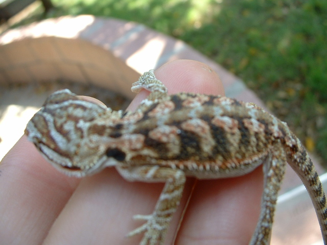 Flamin tiger female in shed