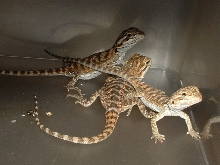 2 reds and a clear nail hypo pastel