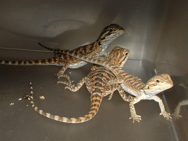 2 reds and a clear nail hypo pastel