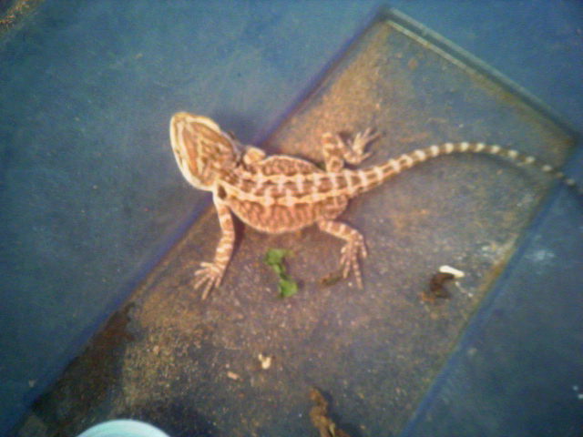 baby tang hypo pastel x snow giant.