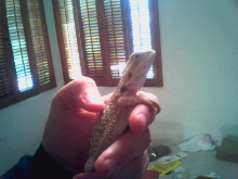black eyed hypo