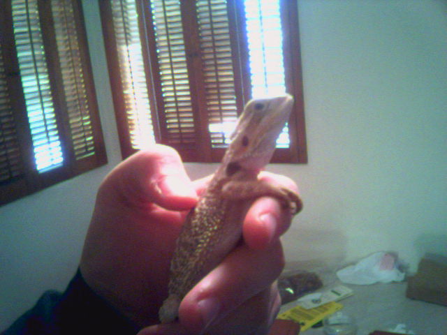 black eyed hypo