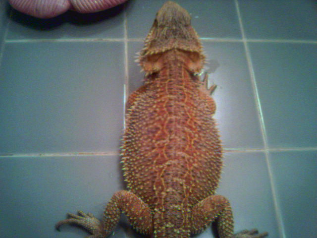 female breeder snow x blood