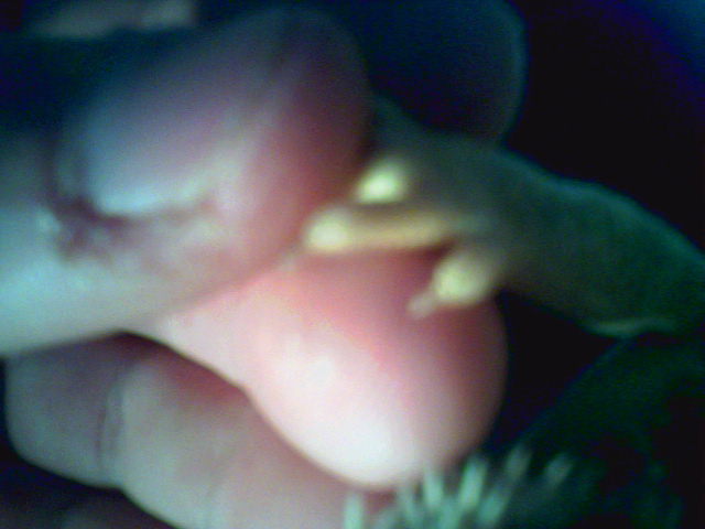 Clear nails on a snow x hypo pastel.