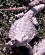 snow female adult