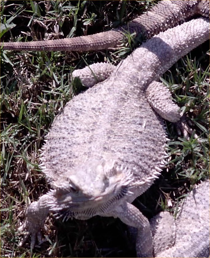 snow female adult