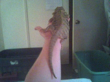24 inch yellow giant female