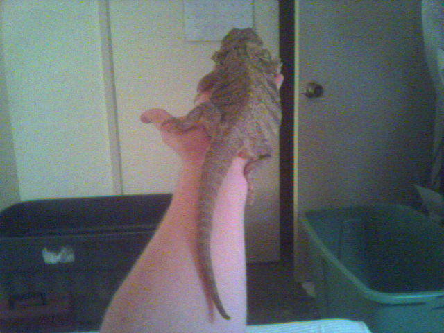 24 inch yellow giant female