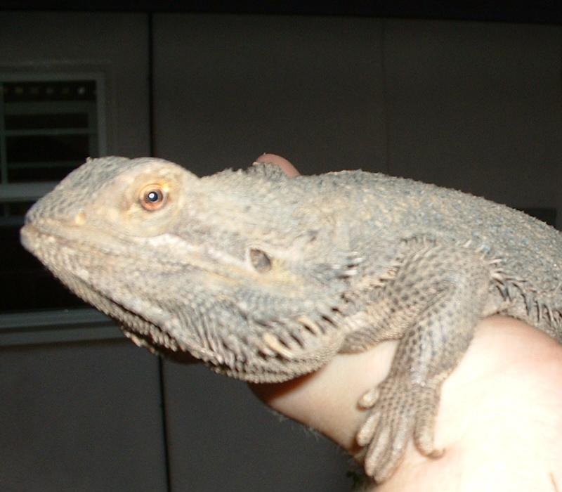 Another pic of titania a female pure german giant at 23 1/4 inches long