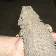 23 3/4 inch female pure german giant