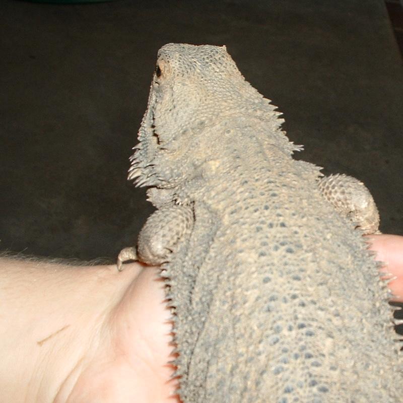 23 3/4 inch female pure german giant