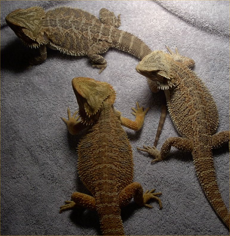 sunburst male with his females