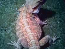 male tang hypo pastel x snow giant.