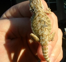 female het hypo pastel showing great deep yellow