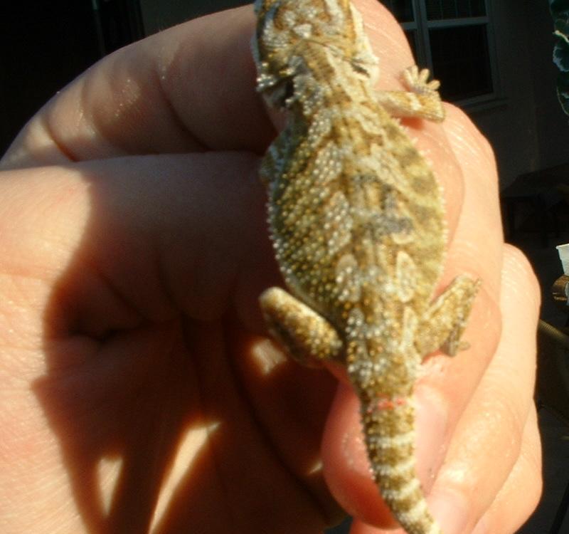 female het hypo pastel showing great deep yellow