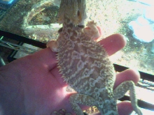another HUGE holdback female