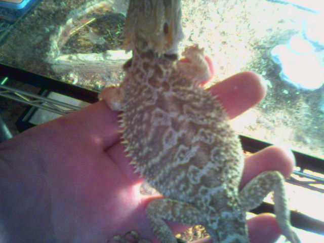 another HUGE holdback female