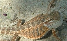 unusually dark female holdback at 4 months