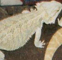 breeder snow cross