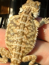this is an uusuall looking low end male.