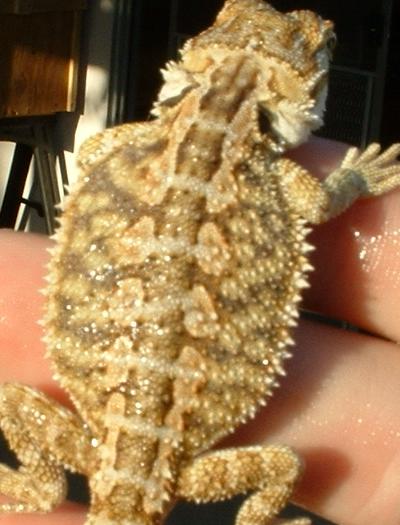 this is an uusuall looking low end male.