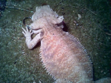 clear nailed female hypo pastel